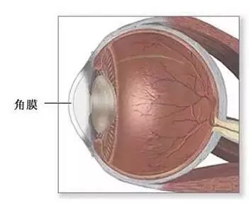 一眼萬(wàn)年幾度輪回：華德眼科角膜移植全攻略