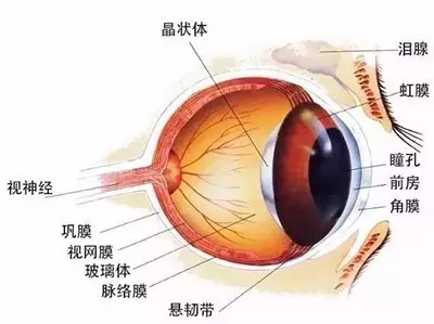 聽說過網紅，“網脫”又是什么鬼？